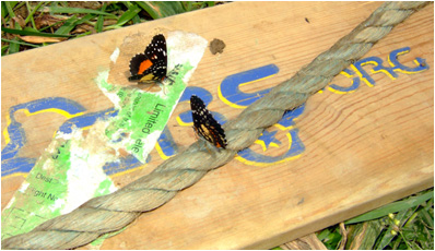 Butterflies on Stomper